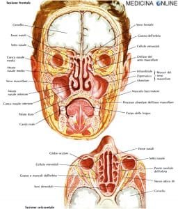 Seni paranasali
