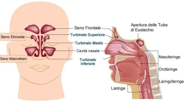 turbinati