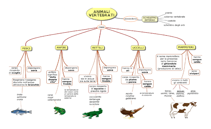 vertebrati
