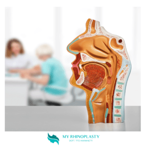 Anatomia del naso 1